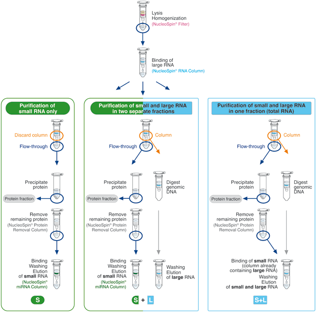 miRNA purification & isolation kit—NucleoSpin miRNA